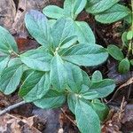 Vaccinium vitis-idaea Hoja