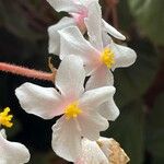 Begonia minor Flor