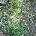 Artemisia atrata Συνήθη χαρακτηριστικά