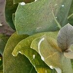 Calotropis procera 叶