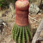 Melocactus intortus موطن