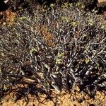 Euphorbia balsamifera Habit