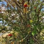 Sorbus aucuparia Συνήθη χαρακτηριστικά