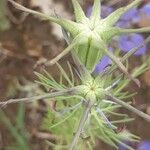 Nigella hispanica Frukt