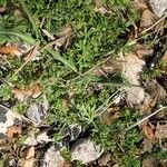 Galium murale Feuille