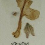 Scutellaria prostrata Прочее
