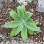 Agave attenuata Blatt