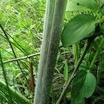 Crambe tataria Bark