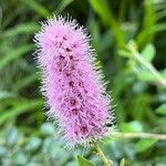 Spiraea salicifolia 花
