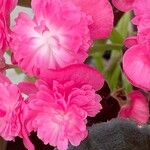 Begonia cucullata cv. 'Doublet Rose Pink' Blüte