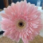 Gerbera jamesoniiFloro