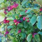 Malus prunifolia عادت داشتن