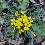 Morisia monanthos Hábito