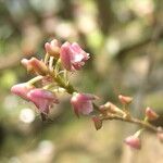 Polystachya concreta Flower