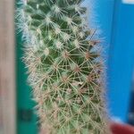 Mammillaria backebergiana Liść