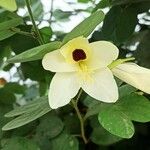 Bauhinia tomentosa 花
