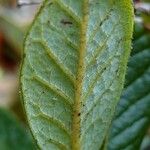 Rhododendron forrestii Blad