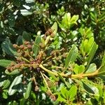 Myrica faya Fruit