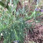 Lupinus angustifolius Leaf