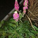 Veronica spicata Flower