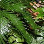 Selaginella parkeri Лист