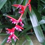 Aechmea weilbachii 花