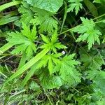 Geranium sibiricum Habitus