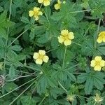 Potentilla erectaफूल