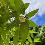 Campomanesia guazumifolia Flors