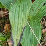 Epipactis helleborine Ліст