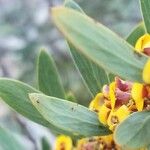 Daviesia latifolia 葉