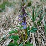 Corydalis cava Habit