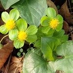 Sanicula epipactis Lehti