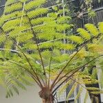 Cyathea arborea Hoja