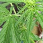 Cannabis sativa 葉