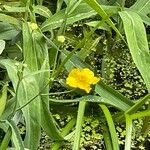 Ranunculus lingua Blüte