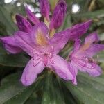 Rhododendron ponticumफूल