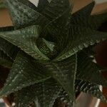 Haworthia limifolia Leaf