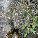 Limonium carolinianum Flower