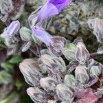 Campanula andrewsii Flower