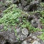 Lophospermum erubescens 整株植物