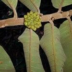 Castilla tunu Fruit