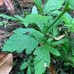 Geum laciniatum برگ