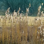 Phragmites australis Blomst