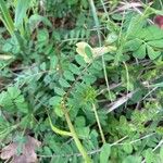 Vicia hybrida Folha