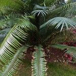 Polystichum munitum Foglia