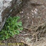 Saxifraga spathularis Natur