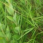 Arnoglossum plantagineum Leaf