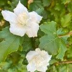 Hibiscus syriacusപുഷ്പം