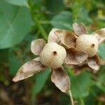 Distimake aegyptius फल